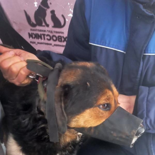 В Кинешме продолжается отлов бездомных собак.